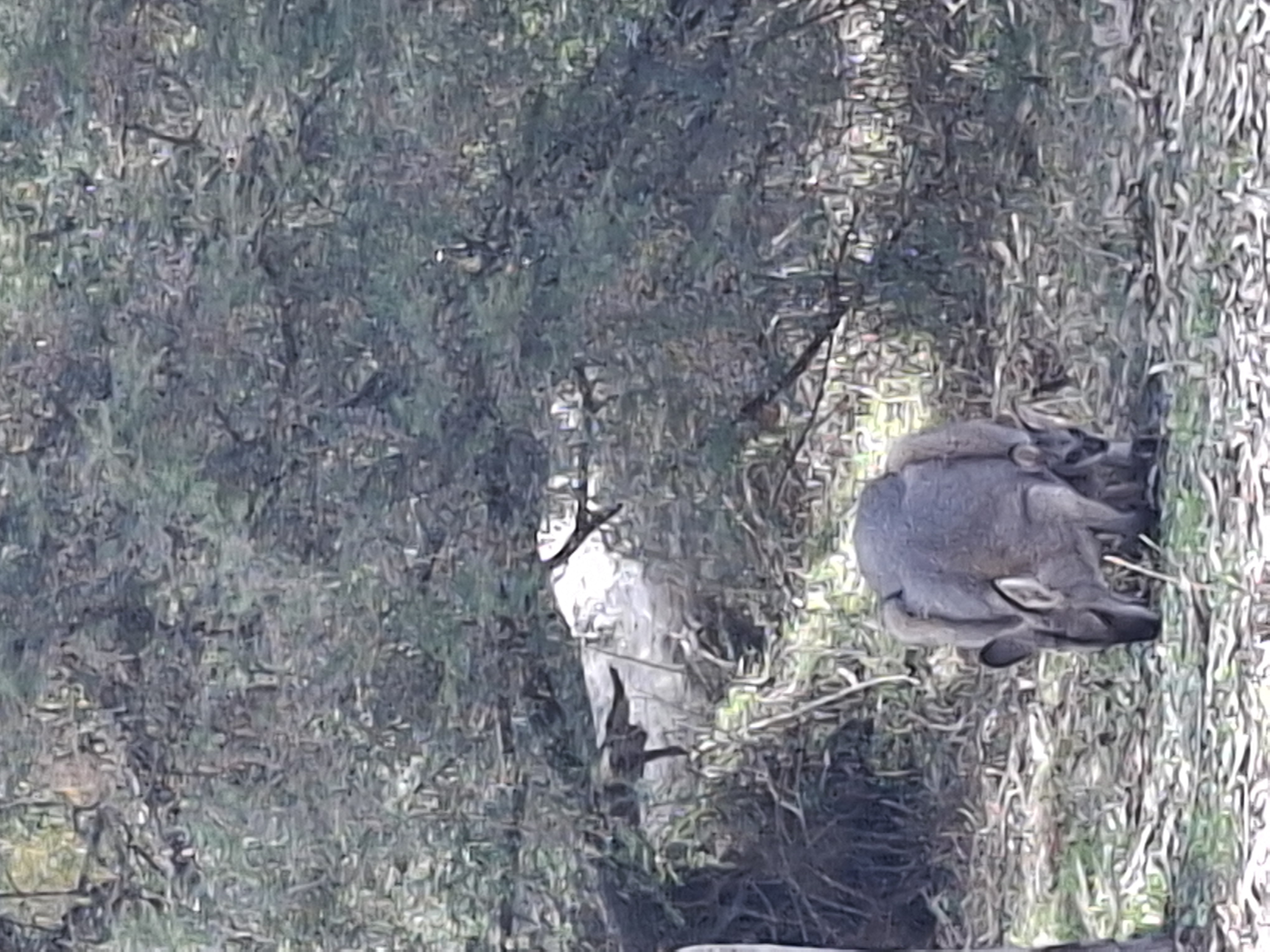 Seen on our bush walk