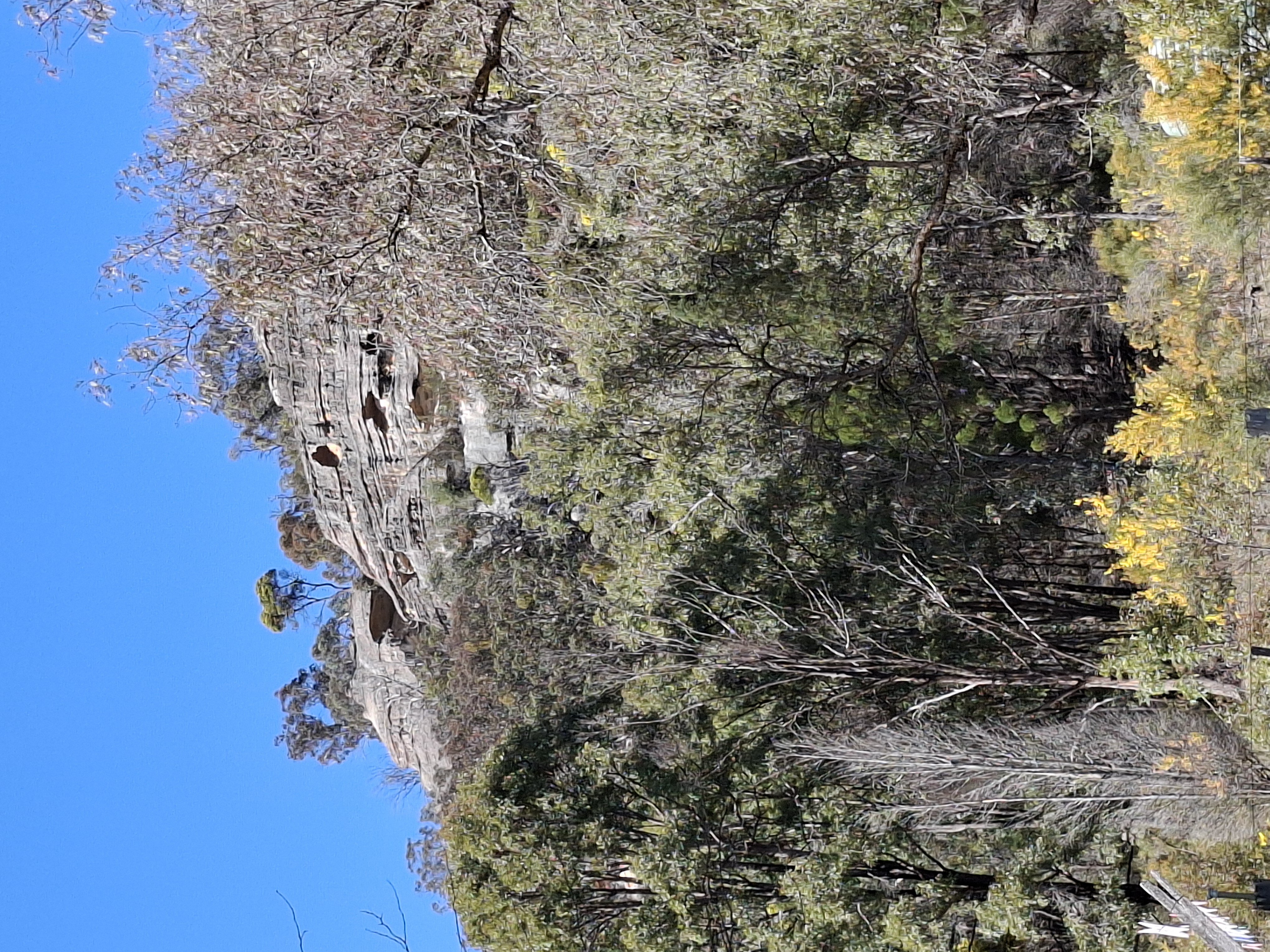 Seen on our bush walk